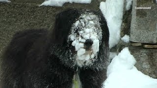 Un chien complétement givré quotGribouillequot fait sa promenade [upl. by Laehplar]