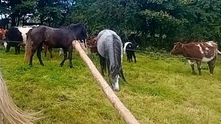 Our connemara ponies go the work and our grazing plan for winter  regenerative farming Ireland [upl. by Yesnek]