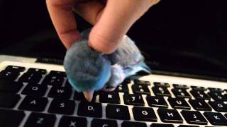 Parrotlet Scritches [upl. by Onairam]