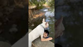 The dog saved the baby who fell into the river where crocodiles eat meat pet dog lovedog [upl. by Eihcir]