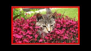 Comment Faire Fuir les Chats de Votre Jardin [upl. by Ajet]