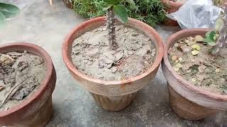 Euphorbia plant simple care and fertilizer  A flowering cactus easygardeningwithtalha egwt [upl. by Atiugal]