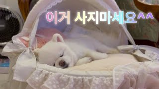 강아지 크레이틀 사주지 마세요 ㅎ 샤샤의하루 크레이틀 올 오브 펫 [upl. by Aiekal]