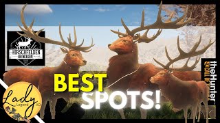 AMAZING Spots to Find RED DEER in Hirschfelden Hunter Call of the Wild [upl. by Enitsirt]