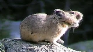 American Pikas Calling Out  Cute Animals in Nature [upl. by Seraphina]