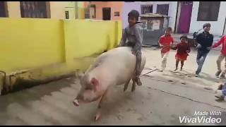 Pig Rider Suvar ki Sawari [upl. by Ninnetta]