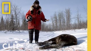 Into the Wilderness Trapping a Wolf  Life Below Zero [upl. by Jacobo]