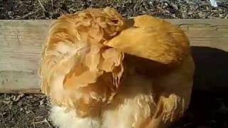 Chicken preening feathers in the sun [upl. by Woodruff]