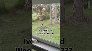 WE FOUND THE EXTINCT IVORYBILLED WOODPECKER ON CAMERA [upl. by Alfy]