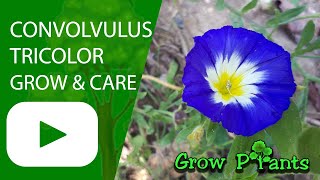 Convolvulus tricolor  grow amp care Dwarf morningglory [upl. by Yvaht]