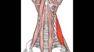 Scalenus Medius Muscle [upl. by Repsag]