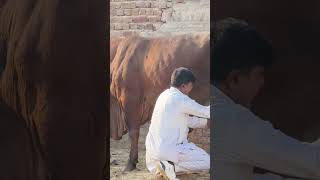 Guru kripa dairy farm sahiwal cow for sale [upl. by Boyes]