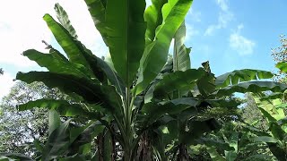 10 Fast amp Tall Plants for a Tropical Style Garden [upl. by Nissy]