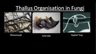 THALLUS ORGANISATION IN FUNGI  For BSc and MSc  BY JYOTI VERMA  ALL ABOUT BIOLOGY [upl. by Asiram]