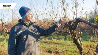 Errori comuni  come potare il pesco  guida con consigli per la potatura [upl. by Cherilynn]