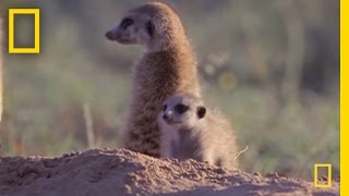 Meerkat Mischief  National Geographic [upl. by Acilgna557]