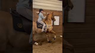 read pinned💕 saddleseat horse equestrian saddlebred asb [upl. by Florenza]