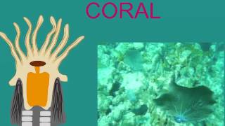 CORAL BIOLOGY AND ZOOXANTHELLAE [upl. by Cecilius792]