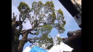 Heavy pruning of camphor tree [upl. by Lindon]