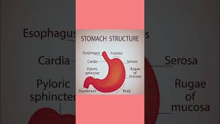 stomach structure biology humanbody generallearning shortsvideo education science shortsfeed [upl. by Aettam]