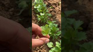 How to grow winter season coriander leaves💯organic matter youtube shortvideo [upl. by Kielty702]