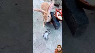 Kasihan kelinci itu pets rabbit animals bunny shorts kelinci kelincilucu shorts [upl. by Nelyahs522]