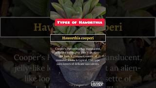 Haworthia Types and caring tips houseplants indoorplants haworthia [upl. by Dulciana756]