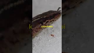 Brumation kya hota hai facts hindishorts animals science [upl. by Hara265]