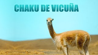 VICUÑA PERUANA  CHAKU DE VICUÑAS  SAN MIGUEL DE MESTIZAS COTARUSE AYMARAES  Full ᴴᴰ [upl. by Hock]