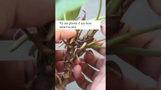 Did you know we can GROW Athurium from cuttings [upl. by Suzi]