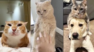 Funniest Cats and Dogs 😂 Ultimate Pet Fails Compilation Part 38 Cant Stop Laughing [upl. by Ityak]