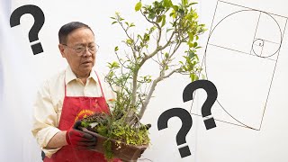 Can this Ficus bonsai tree be saved Severely neglected and overgrown repotting [upl. by Peltier]