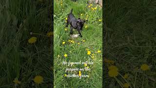 patterdale terrier doing his job puppy patterdaleterrier ratkiller [upl. by Cazzie]