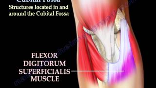 Anatomy Of The Cubital Fossa  Everything You Need To Know  Dr Nabil Ebraheim [upl. by Shiller36]