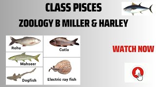 Class Pisces phylum ChordataZoology B Miller amp Harley Invertebrates Diversity [upl. by Eatnom]