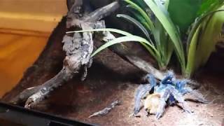 GBB Tarantula Rehousing [upl. by Tooley]