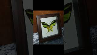 Ornithoptera meridionalis в рамке butterfly книги entomology art moth книжки spider [upl. by Nayd]