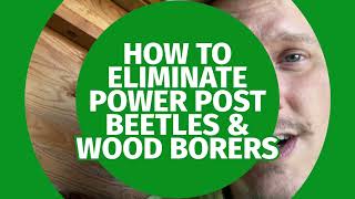 What Are Powder Post Beetles amp How To Kill Them  Demonstration At The End [upl. by Osi]