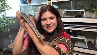 5 LesserKnown Facts about Snakes [upl. by Rheingold971]