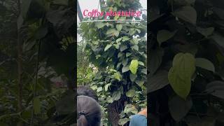 Coorg Day1Coffee plantationtrendingcoorgcoffeeplantationyoutubeshortstravelexploringshorts [upl. by Thomsen]