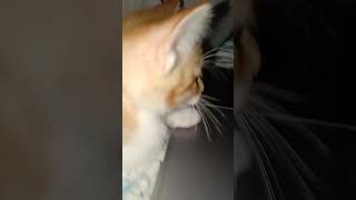 Kitten Watching The Witcher on Laptop catfunny kitten catvideos cute [upl. by Akapol]