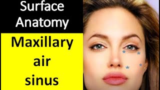 Short video of surface anatomy of maxillary air sinus [upl. by Casabonne]