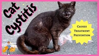 Cat Cystitis treatment symptoms  home prevention [upl. by Enait]