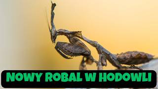 Nowy robal w hodowli – Modliszka Duch 🦗 – Przygotowujemy Terrarium [upl. by Louanna]