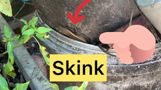 animal skink skinkraftreview skinkeren skinkof skinkontest skinks [upl. by Gamal]