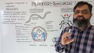 Metamerism and Tagmatization English medium  Prof Masood Fuzail  Metamerism in Annelids [upl. by Yuk]