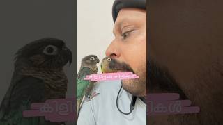 കിളിപ്പോയ കിളികൾ l Mittu amp Kallu My companion l How To Train Petbirds petbirdtraining petvlog [upl. by Arised842]