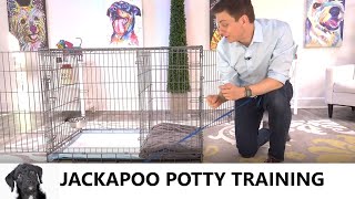 Jackapoo Potty Training from WorldFamous Dog Trainer Zak George  Potty Train a Jackapoo Puppy [upl. by Llesram975]