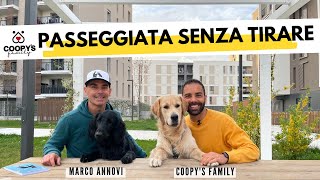 Come insegnare al cane a non tirare al guinzaglio  Tutorial con AmDogTrainingMarcoAnnovi [upl. by Malena18]