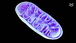 Wolbachia infection reshapes the microbiome of the small brown planthopper [upl. by Lalib]